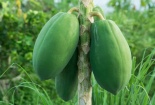 Phát hiện hợp chất có khả năng chống ung thư trong quả đu đủ 