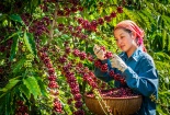 Chuyển đổi mô hình tăng trưởng xanh: Bước chuyển mình mạnh mẽ của nông sản Việt 