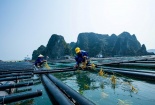 Quảng Ninh tiến hành xây dựng bộ quy chuẩn kỹ thuật nuôi biển