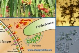 Lần đầu có chuẩn quốc gia định lượng Trichoderma koningii trong thuốc BVTV sinh học