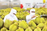 Gia tăng kiểm soát chuỗi cung ứng nông sản