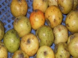 Cách làm ô mai táo mèo thơm lừng, hấp dẫn