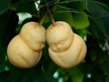 Bí mật trong vườn lê hình em bé