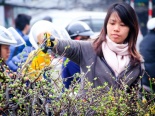 Chợ Bưởi tràn ngập sắc hoa và cây cảnh dịp cận tết Ất Mùi 2015
