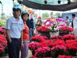 Rực rỡ chợ hoa ngày Tết Ất Mùi 2015