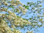 Trắng trời Hà Nội màu hoa sưa