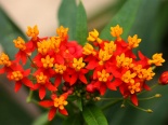 Ngắm những loài hoa 'tử thần' rực rỡ ở Việt Nam