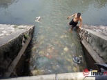 Hà Nội: Bắt hàng tạ cá trong ống cống