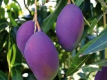 Xoài độc lạ màu tím ngắt đẹp hút hồn cư dân mạng
