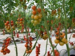 Khám phá quy trình sản xuất cà chua sạch của Skyfarm