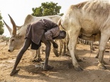 Bộ tộc 'kỳ lạ' sử dụng phân và nước tiểu bò làm kem chống nắng