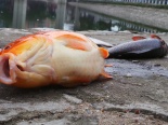 Trắng đêm giải cứu hồ Hoàng Cầu khỏi lớp cá chết trắng thối mặt nước
