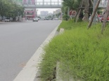 Cỏ dại mọc um tùm sau khi Hà Nội ngừng chi tiền tỷ để cắt cỏ, tỉa cây