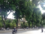 Những người ‘có lòng’ với Hà Nội sẽ mãi nhớ tiếc con đường Kim Mã rợp bóng xà cừ 