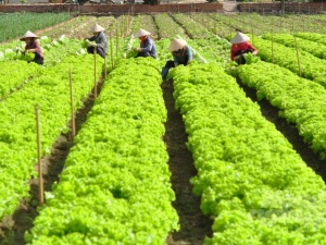 Sở KH&CN Lâm Đồng: Kiểm tra thực hiện dự án 'Nâng cao năng suất, chất lượng'