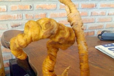 Sâm Ngọc Linh bị làm giả tinh vi
