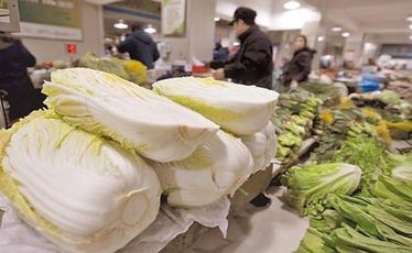 Đến lượt bắp cải Trung Quốc nhiễm độc