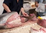 Phóng xạ từ Fukushima đến Mỹ qua cá ngừ vây xanh