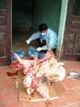"Tái chế" lợn chết thành... ruốc và thịt chưng
