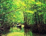 Lâm tặc cấu kết cán bộ tha hóa, phá rừng