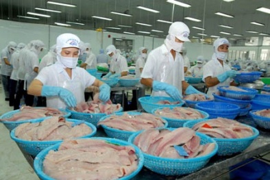 Khi "giấc mơ cá tra" thành ác mộng