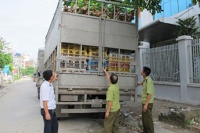 Phát hiện chủ hàng kinh doanh gà Trung Quốc lậu