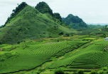 Thả hồn trên những sóng chè Mộc Châu