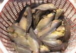 Cá rô lại  nhiễm chất cấm