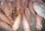 Tung tin đồn, ép giá cá điêu hồng