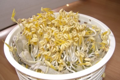 Cách làm giá đỗ ngon, rẻ tại nhà