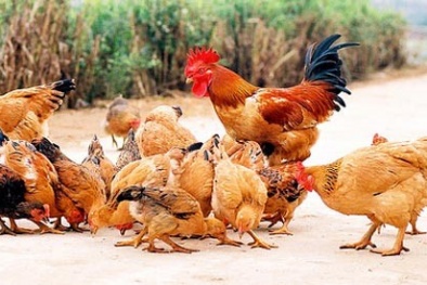 Cách chọn gà ngon, không bệnh