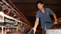 Giá gà tại trại đang rẻ như… rau