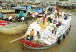 Giá lúa tăng, nông dân vẫn... khóc ròng