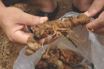 Rộp lưỡi, bỏng mồm vì sâm Ngọc Linh giả