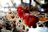Cảnh báo biến thể mới của virus H5N1, cực độc