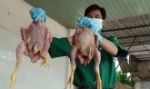 Gà bẩn trên đường “lên” mâm cơm