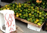 "Bí mật" cam siêu rẻ giá 10.000 đồng/kg