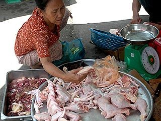 Cẩn thận với kháng sinh tồn dư trong gà thải
