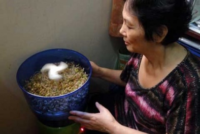 Máy trồng rau sạch: Ẩn họa khó lường