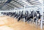 Kim ngạch xuất khẩu của Vinamilk đạt gần 3.000 tỷ đồng