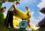Lúa gạo tăng giá, có lợi cho nông dân