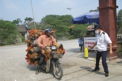 Gà lậu "chấp" cả 3 bộ