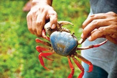 Tận diệt cua đồng bằng thuốc sâu
