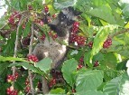 Người tạo thương hiệu cà phê chồn Buôn Ma Thuột