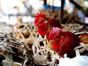 Nhập khẩu gần 82.000 tấn nội tạng, phụ phẩm