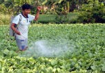 Quá nửa rau trên thị trường nhiễm chất độc