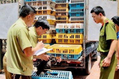 Chặn gà nhập lậu