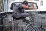 Khuyến cáo phòng nhiễm virus Hanta từ chuột cống