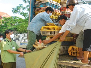 Mỗi năm, 8 triệu con gà nhập lậu "tuồn" vào Việt Nam