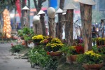 Hà Nội không tổ chức Lễ hội hoa 2013